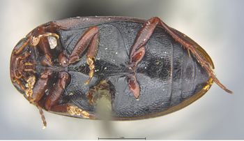 Media type: image;   Entomology 6022 Aspect: habitus ventral view